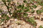 Creeping lespedeza